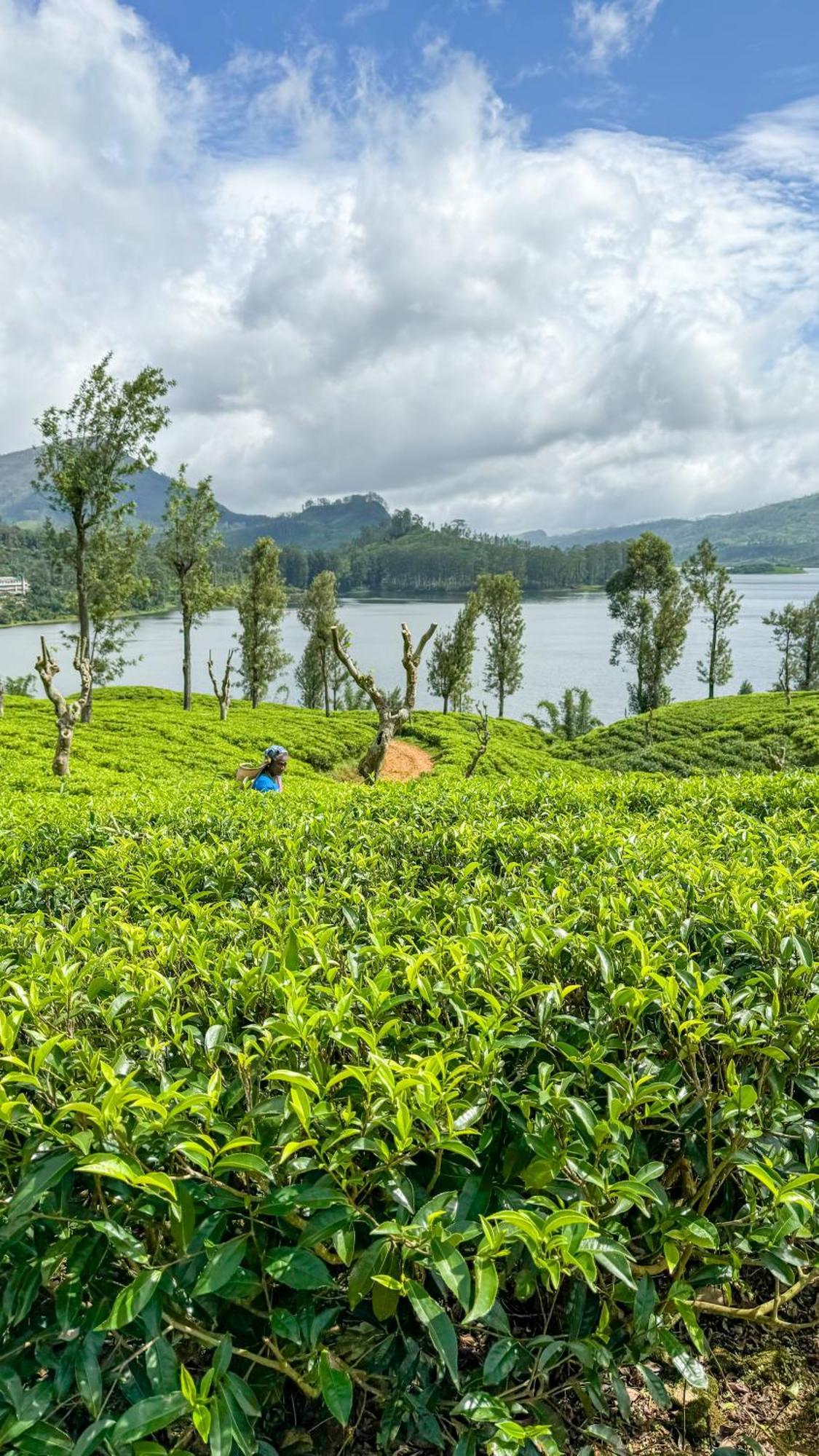 Pekoe Lodge Maskeliya Luaran gambar